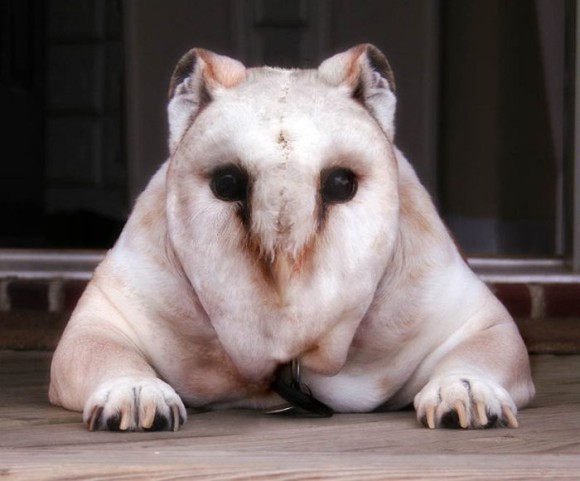 猫とフクロウの合体に味を占めたコラ職人、犬とフクロウを合体させてみた。こうなった。