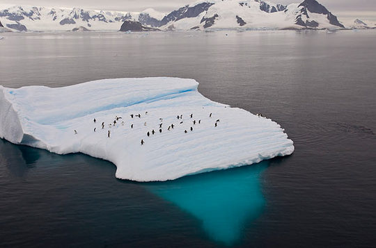 penguins_15