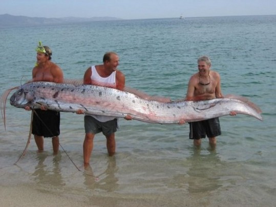 The-Longest-Fish-In-The-World-1-570x427