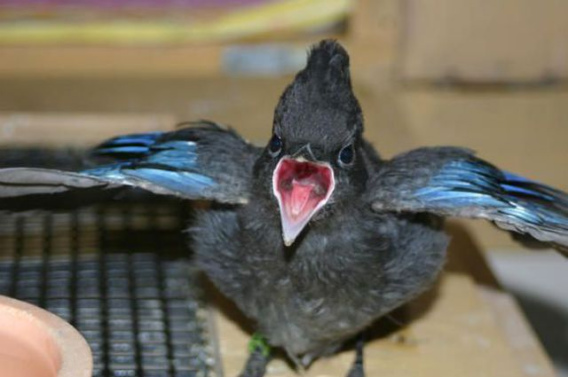 these_funny_animals_461_640_35