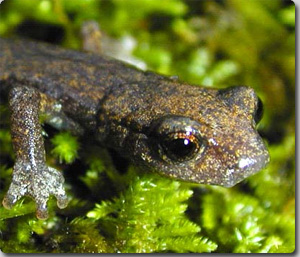 まるで弾丸！世界最速の舌を持つ「ミズカキサンショウウオ」の捕食映像