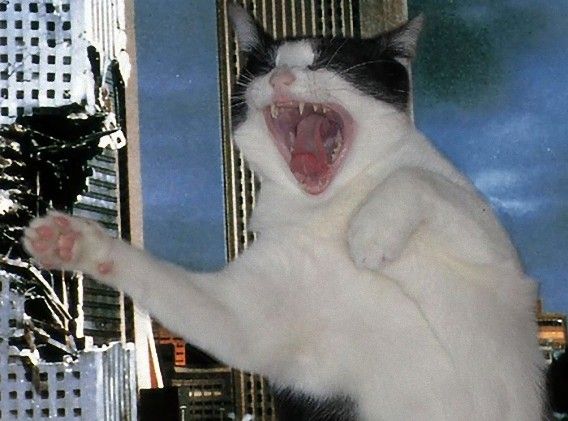 catzilla_atack_11_e