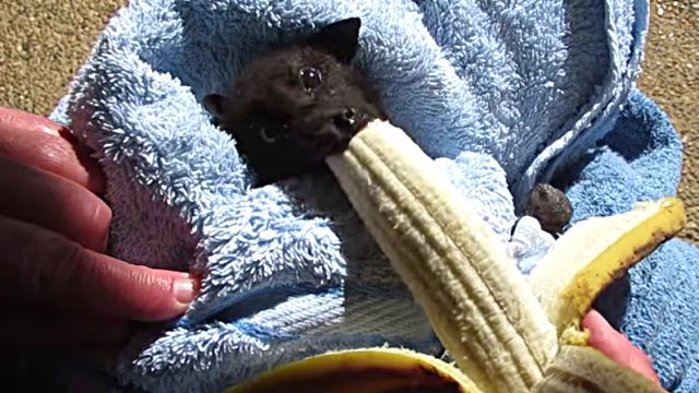 おいちいおいちい、もっとほちい！コウモリの赤ちゃん、美味しそうにバナナを食すの図
