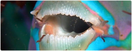 色とりどりの魚たちが踊る魅惑のファンタジー、夜の水中エレクトリカルパレードを高画質で（インドネシア、ブナケン島）