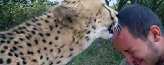 たとえ頭皮ごとなくなってもチーターに舐められてみたい。こんなふうに