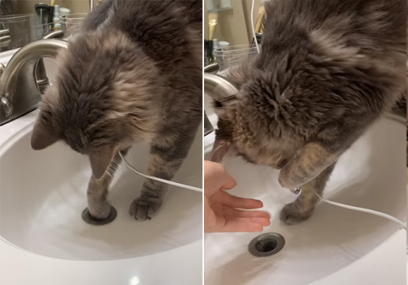 猫の手は有能！洗面所の排水口に落ちた指輪を見事取り出した猫の職人技