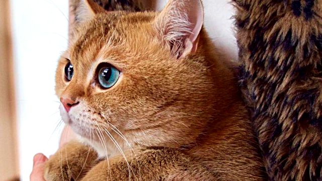 インスタグラムで大人気！つぶらな青い瞳で心を鷲掴みにする、ロシア在住のホシコ猫をご紹介