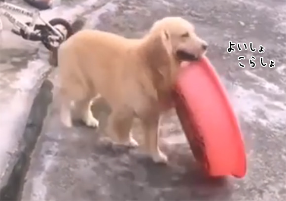 タライを運ぶところから始まる。賢い犬、水遊びをするための全工程をひとりでできるもん！