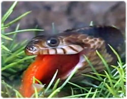 ヘビが水中の金魚を捕食する映像