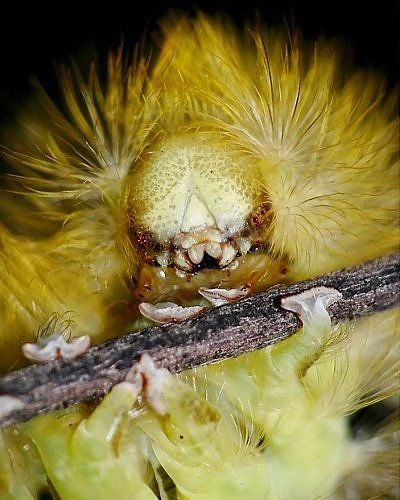 alien_insects_02