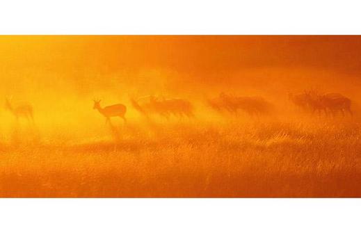 Springbok-in-Kgala_1402347i