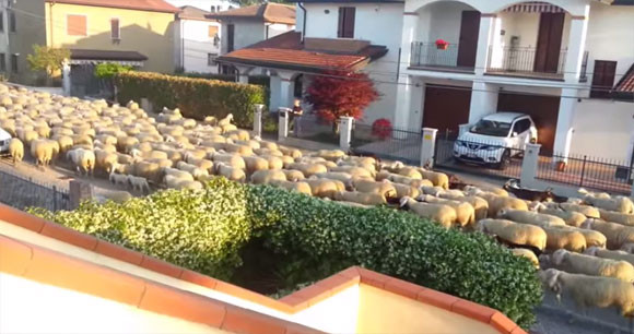 メエメエメエ！羊の大群が町を大行進したら垣根が食われちゃってるよ！