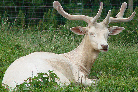 albino-15