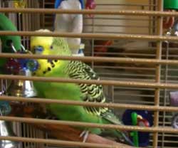 芸達者なインコ、ＭＣしながらのものまねが凄い！中にロボット入っているレベル。