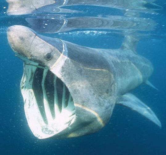 sharks_10