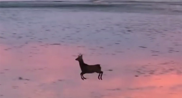 朝日を浴びて海岸をピョンピョン跳ねする鹿が美しすぎた