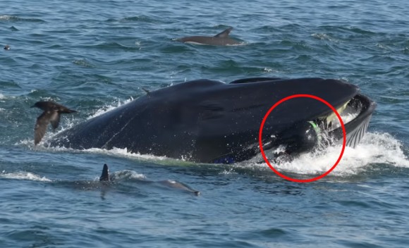 奇跡の脱出！？クジラに飲み込まれるも、口から逃げ出すことに成功。無事生還したダイバー（南アフリカ）