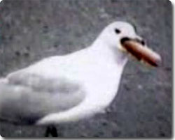 かも