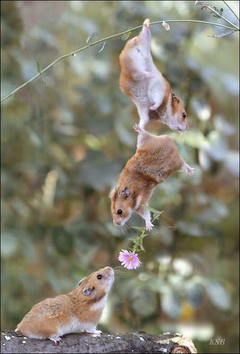 hamsters_12