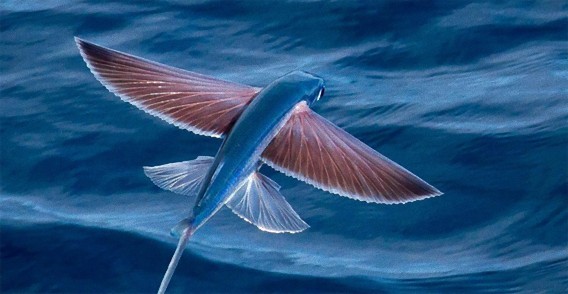 水空を制する。魚なのに空も飛べるトビウオってすごい！トビウオのかっこいい飛行写真