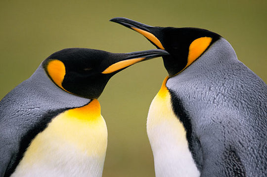 penguins_07