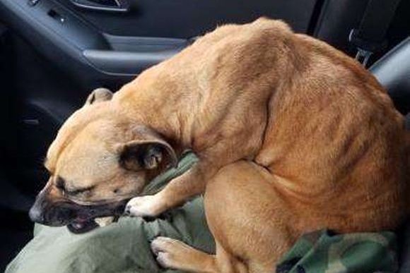 車を停車させゴミ捨てから戻ると、ガリガリに痩せた犬が助手席に座っていた。ここから始まる犬の物語（アメリカ）