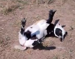オ、オレを驚かすとこうなっちゃうんだから！！コロンと倒れ死んだふりをするコヤギ
