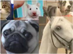 ネットで話題となったびっくりどっきりアニマルたちを一挙まとめてダイジェスト「驚く動物」