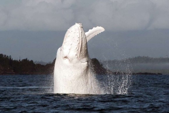 幻の白き巨頭。あの白クジラが今年もまたその神々しい姿を現した（オーストラリア）