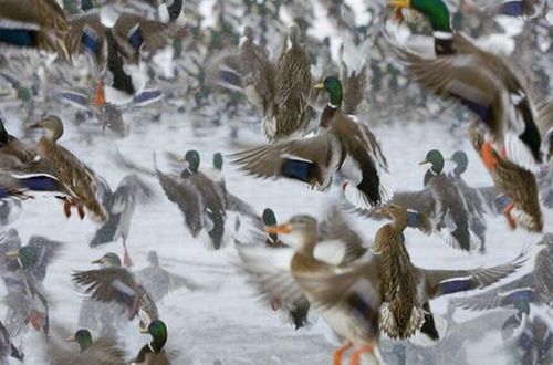 national_geographic_moments_05
