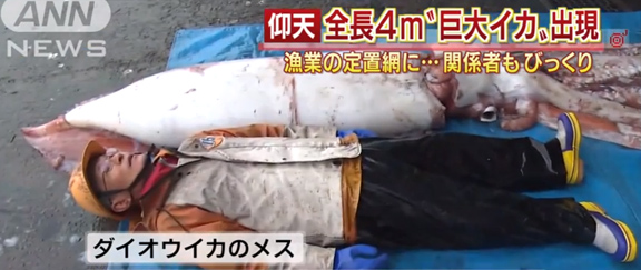 クラーケンの生体が日本上陸。全長４メートルのダイオウイカが生け捕りされる（新潟県）