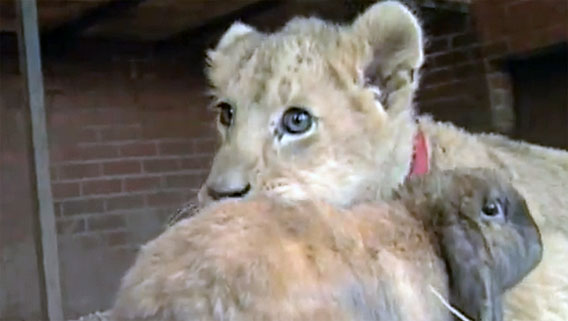 「違う種類とかどうだっていい。だって好きなんだもん！」異種動物たちの仲良し映像総集編