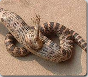 中国で脚の生えた蛇が生まれる