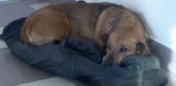 飼い主が亡くなった病院に2年館、ひたすら通い続けるロシアの忠犬、マーシャの物語