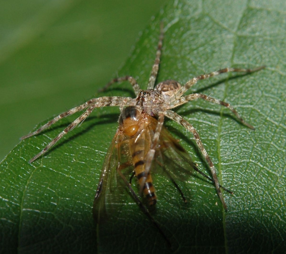 spider1070610b