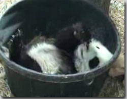 バケツ子パンダの目覚まし映像