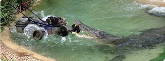 荒ぶるワニ、芝刈り機を敵認定、水の中に引きずり込み水中戦を挑む（オーストラリア）