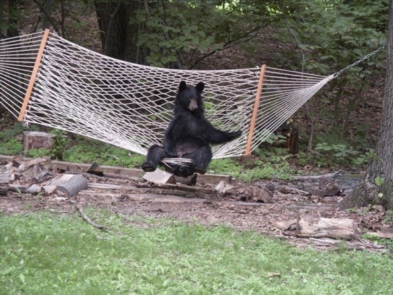 Chill-Like-A-Bear-10_e