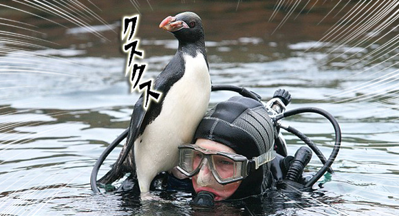 「俺にまかせろ！」人懐こいペンギンがダイバーの肩に止まってつきっきりで潜水を指導してくれる夢のような水族館（イギリス）