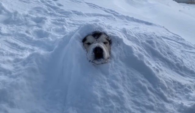 snowdog5_e