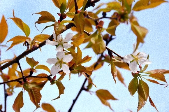 宇宙から持ち帰った宇宙桜、通常より6年早く開花。原因は依然不明。