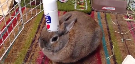 これの季節です。はいどうぞ。「ムヒうさぎ」