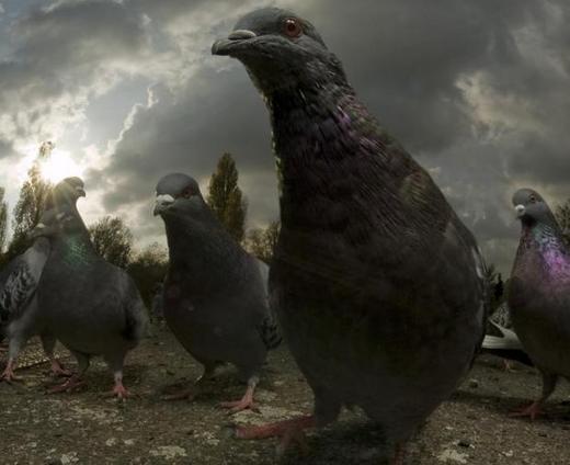 pigeons-in-peckham_2