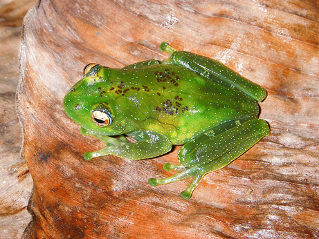 090505-05-new-amphibians-boophis-frog_big