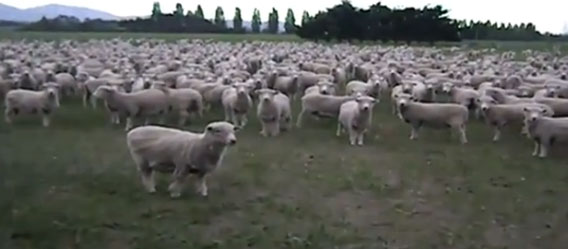 羊の決起集会が開かれる。「NO!」の代わりに「らメェェ！」で応答