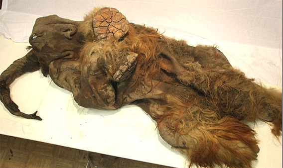 １万年以上前のシベリアマンモスの死骸にヒトが解体処理した痕跡を発見（画像・動画）