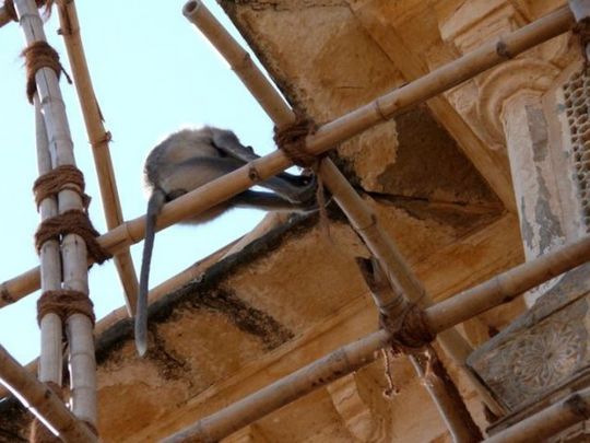 scaffolding_01