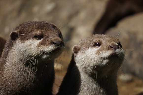 カワウソってチンパンジー並みに賢かった。他者の行動を見てその解決方法を学ぶことが判明（英研究）