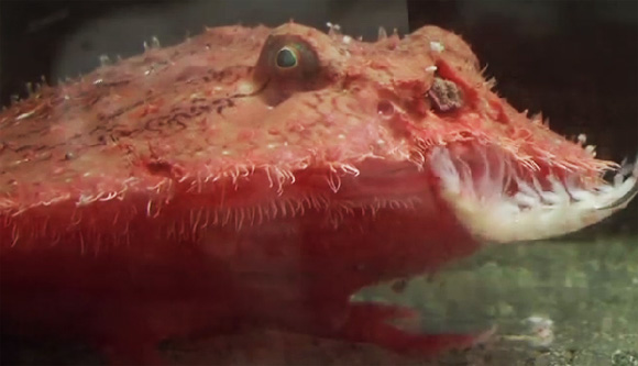 赤だから3倍か？高速で餌を捕えるカエルみたいな真っ赤な深海魚「アカグツ」の捕食映像