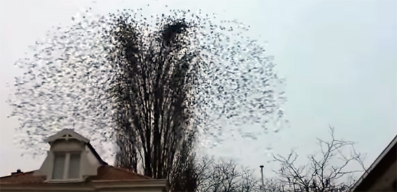 何これ凄い！どんなクリスマスツリーよりも感動する、鳥たちが空に描いた巨大なツリー拡散